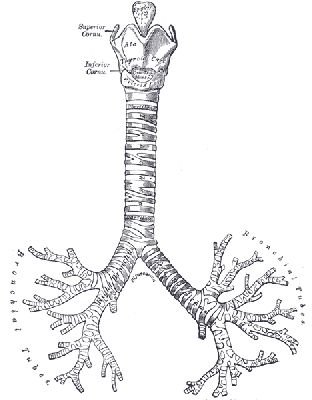 Órgãos do Corpo Humano