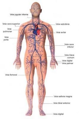 Órgãos do Corpo Humano