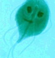 Reino Protista