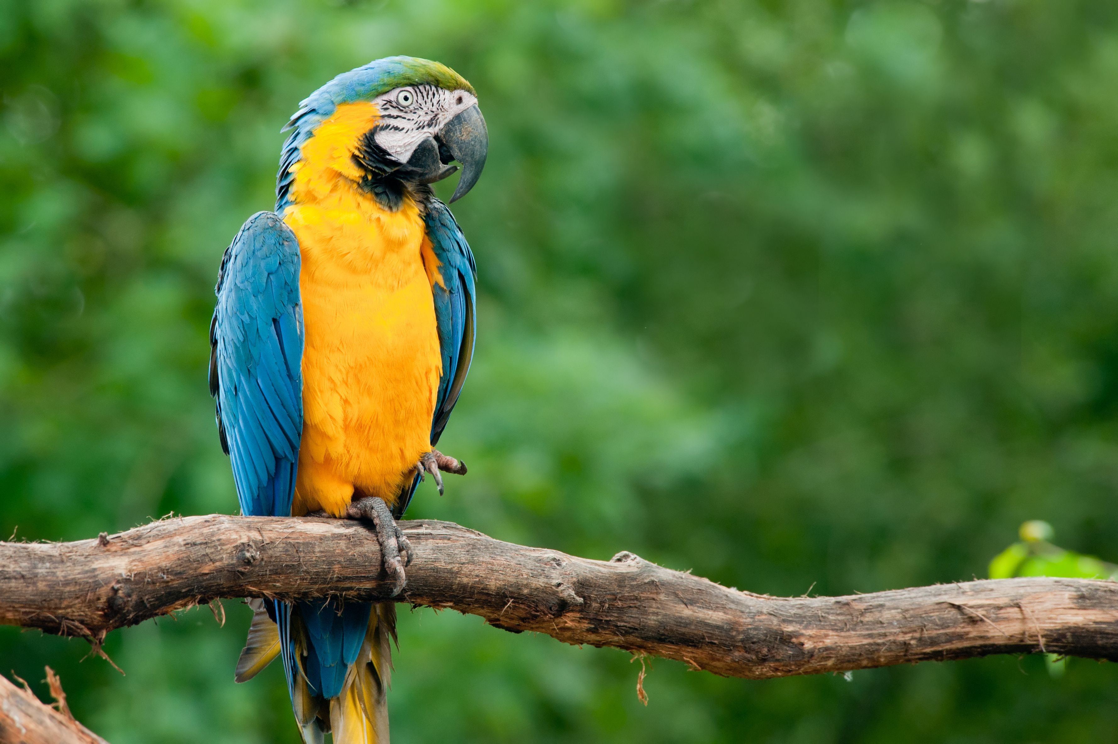 Animais em Extinção na Floresta Amazônica
