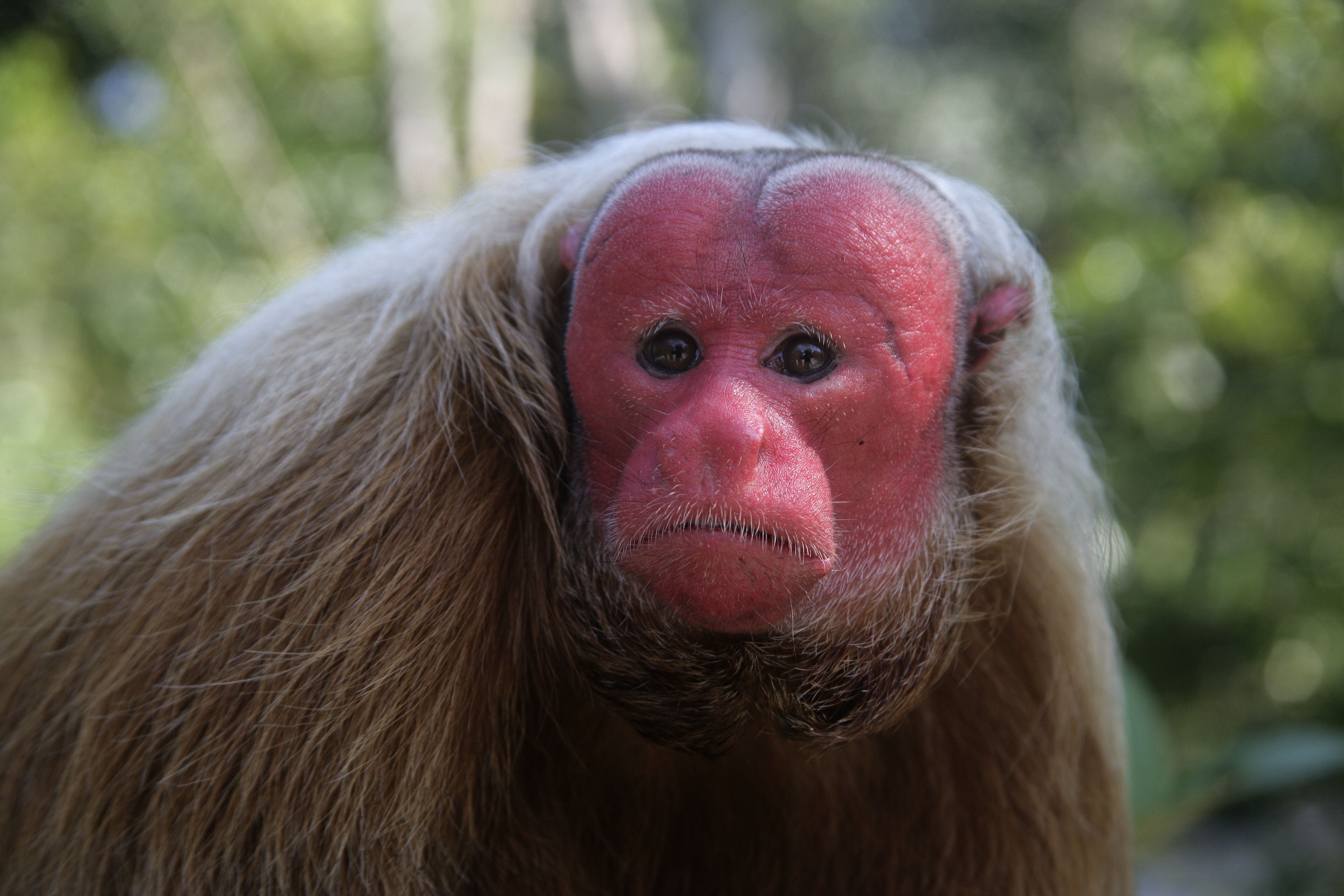 Animais em Extinção na Floresta Amazônica