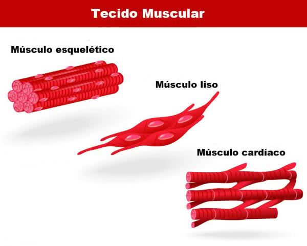 Sistema Muscular