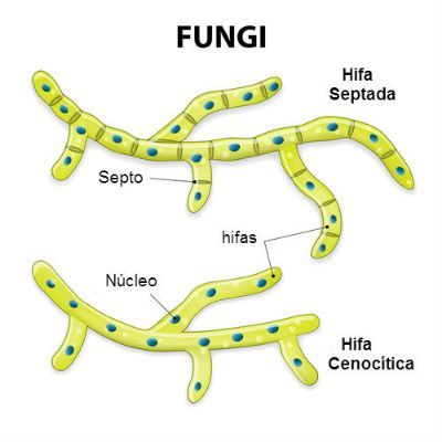 Reino Fungi