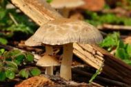 Reino Fungi