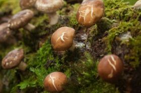 Reino Fungi