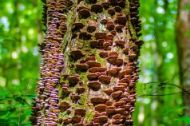 Reino Fungi