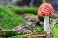 Reino Fungi