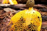 Reino Fungi
