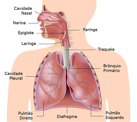 Sistema RespiratÃ³rio
