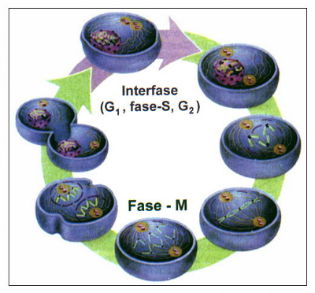 Ciclo Celular: interfase e mitose