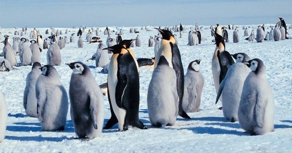 Pinguim Características Reprodução E Espécies Toda Matéria