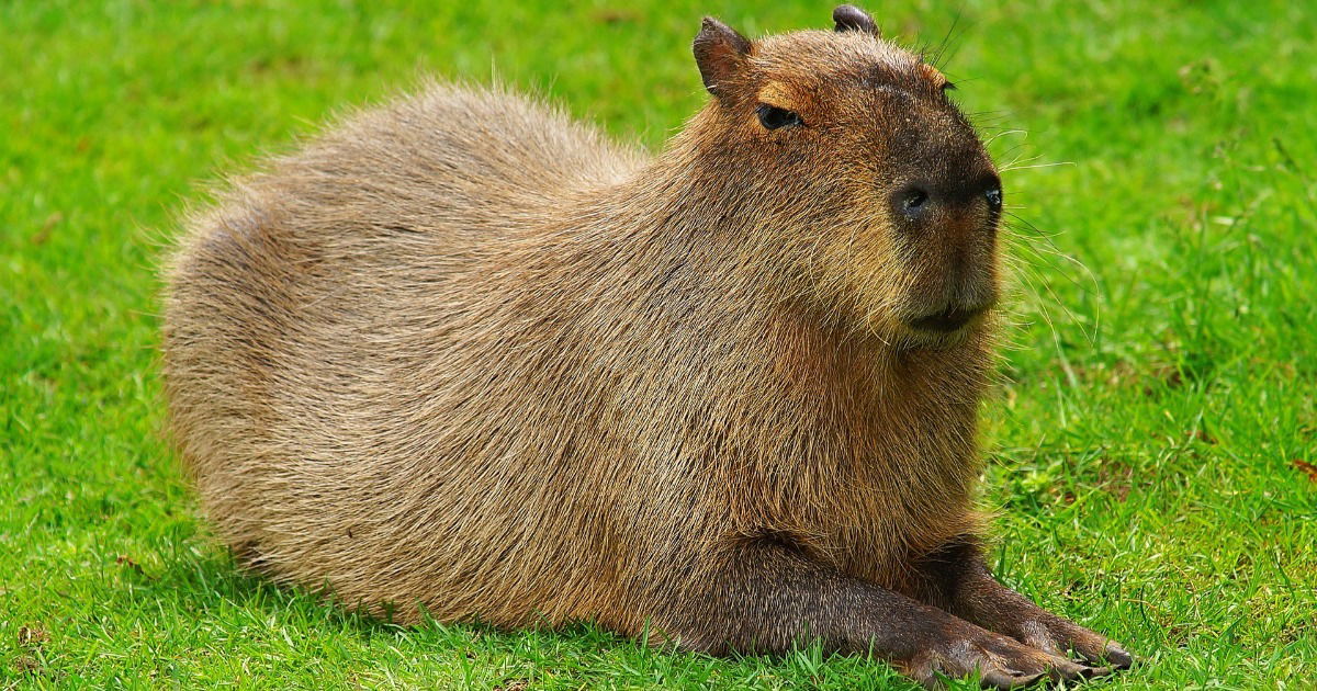 Rato gigante - capibara