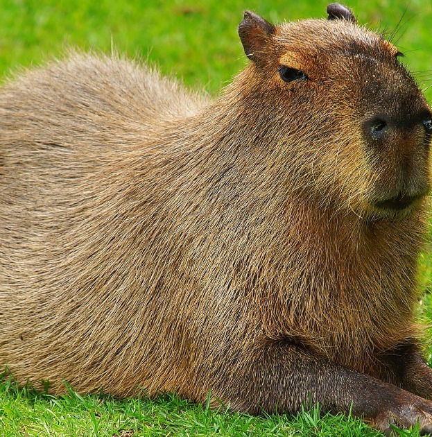 Capivara - ecologia, características, fotos - InfoEscola