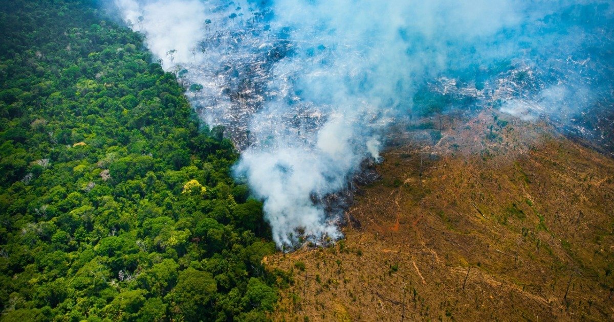 Desmatamento na Amazônia causas, consequências e como acabar com o