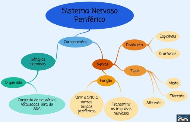 Componentes do sistema nervoso periférico