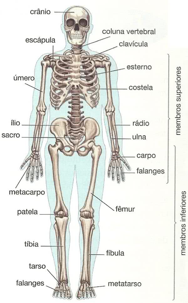 Corpo Humano Dificil