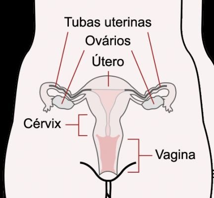 Patologias do sistema reprodutor