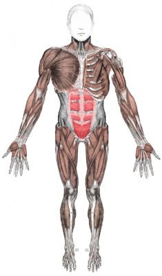 Músculos do Corpo Humano