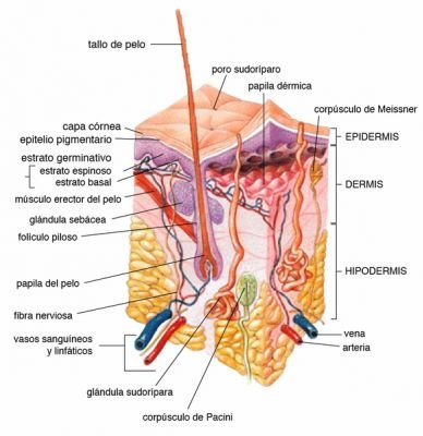 Glândulas do Corpo Humano