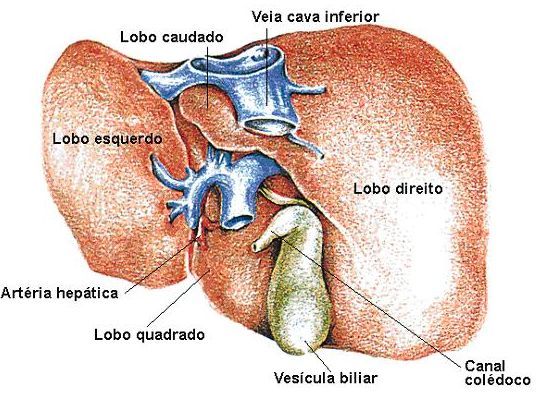 Glândulas do Corpo Humano