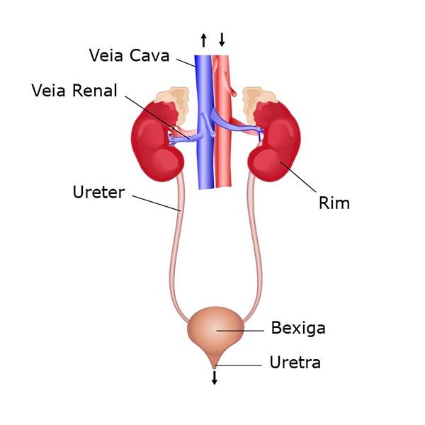 Sistemas do Corpo Humano