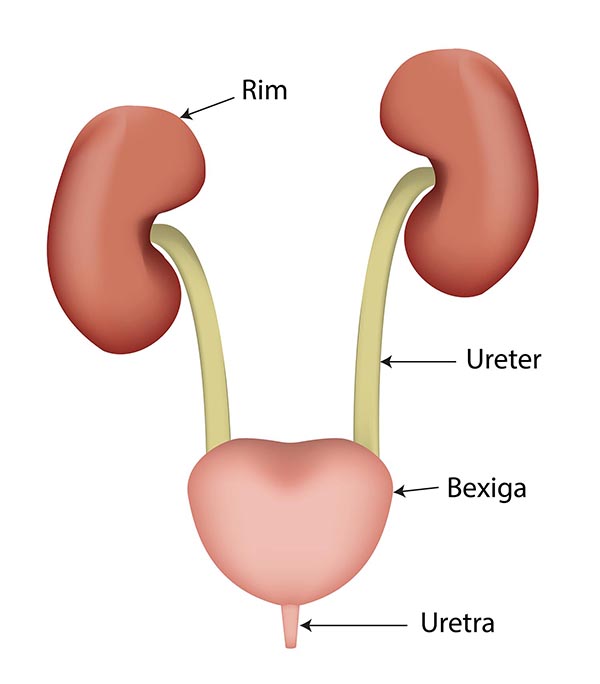 Sistemas do Corpo Humano