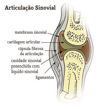 Articulações do Corpo Humano