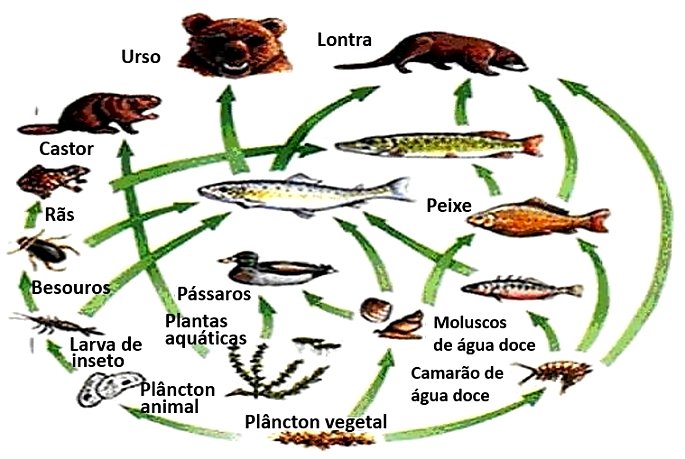 Пищевые цепи в аквариуме примеры. Пищевая цепь. Пищевая цепочка. Длинная пищевая цепочка. Длинные Цепочки питания.