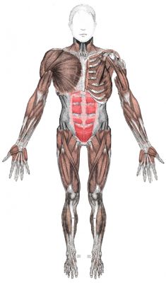 Sistema Muscular