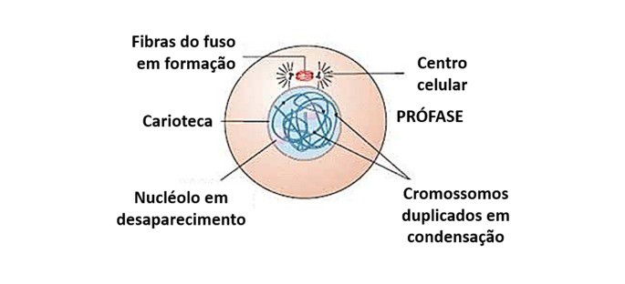 Mitose - quando uma célula se divide em duas