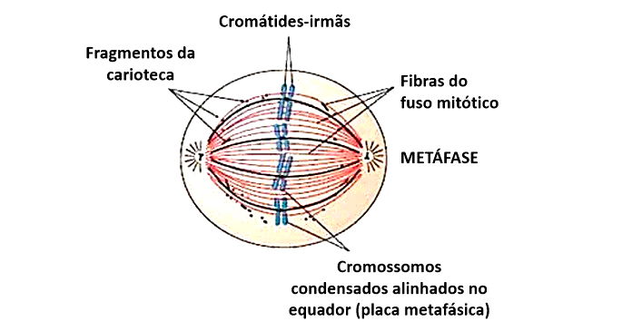 Meiose: resumo, fases e diferenças da mitose - Toda Matéria