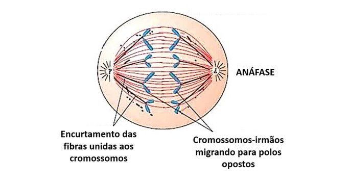 Divisão Celular Mitose E Suas Fases