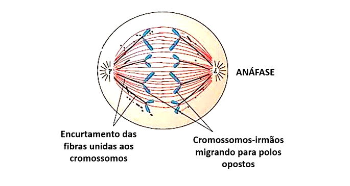 Mitose e Intérfase - Revisão de divisão celular - Biologia Enem