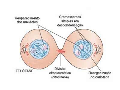 Telófase