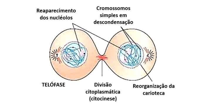 Mitose e Intérfase - Revisão de divisão celular - Biologia Enem