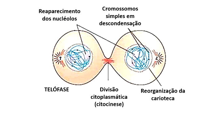 Mitose: o que é, qual a função, fases, como ocorre - Biologia Net