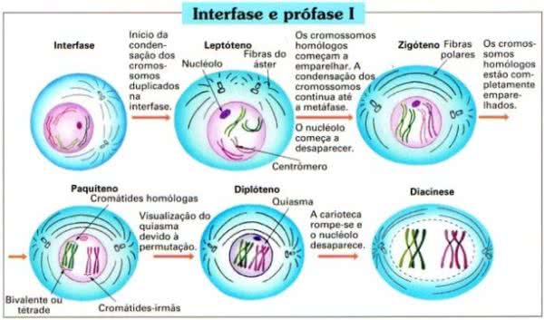 Meiose: resumo, fases e diferenças da mitose - Toda Matéria