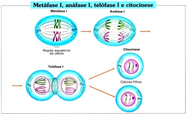 Resumo de Divisão Celular: Mitose e Meiose - Sanar Medicina