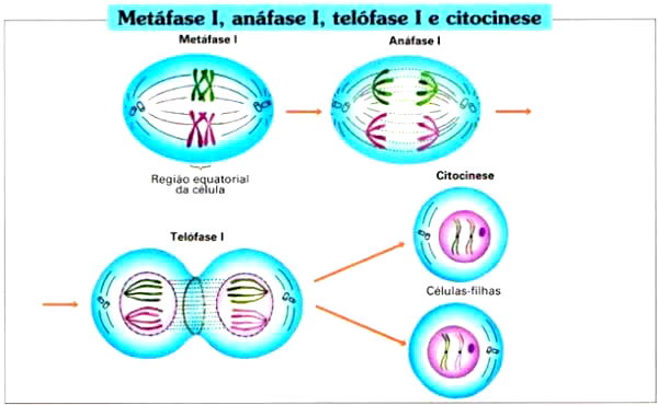 Meiose: resumo, fases e diferenças da mitose - Toda Matéria