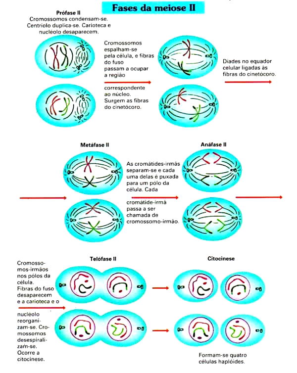 Meiose: resumo, fases e diferenças da mitose - Toda Matéria