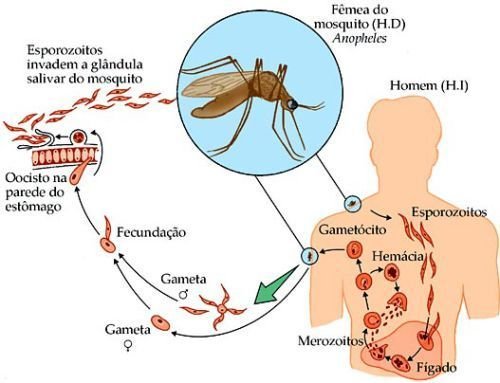 Malária - Toda Matéria