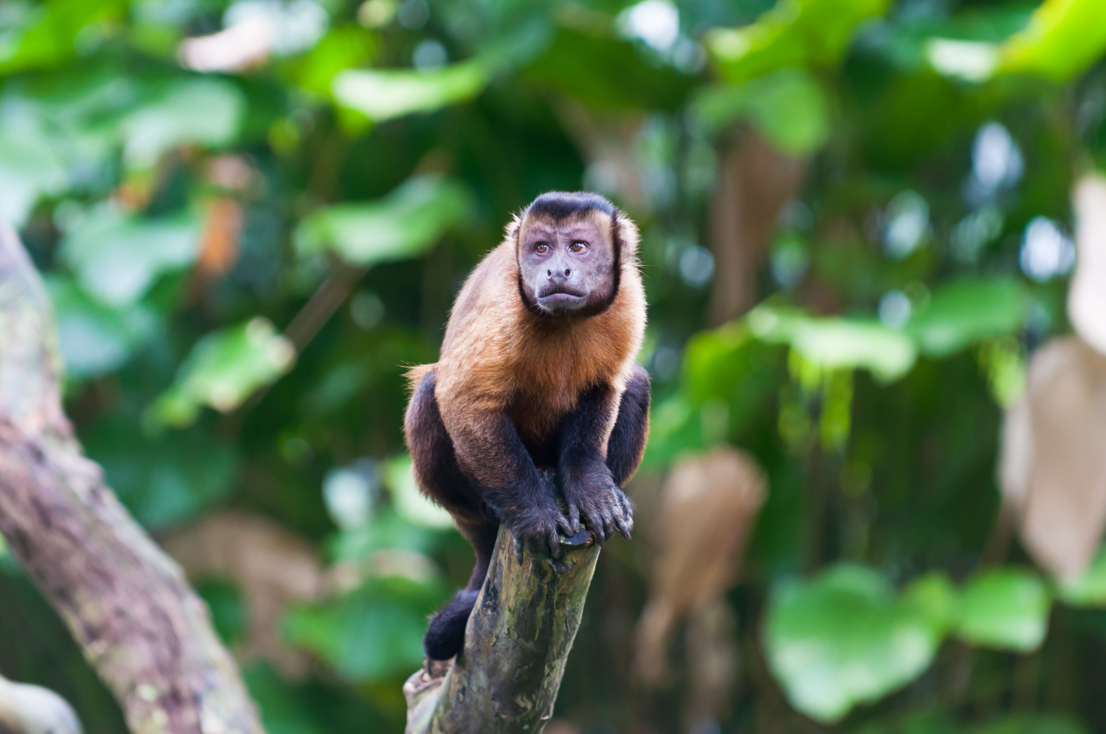 Animais em Extinção na Floresta Amazônica Toda Matéria