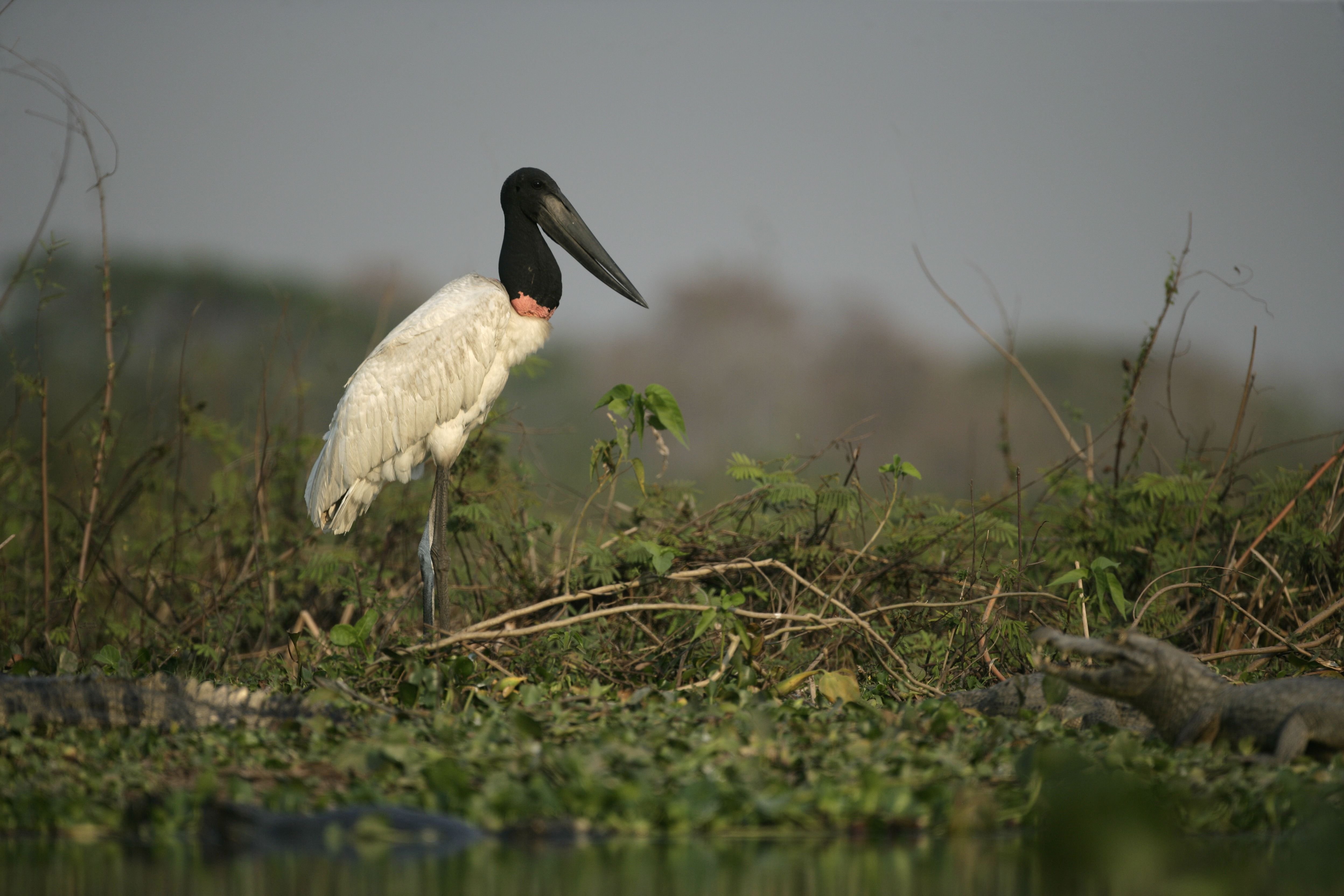 Animais do Pantanal