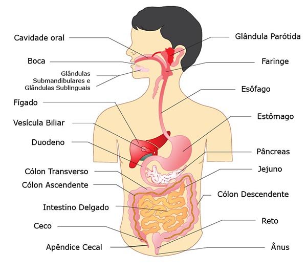 Órgãos do corpo humano relacionado ao sistema digestório