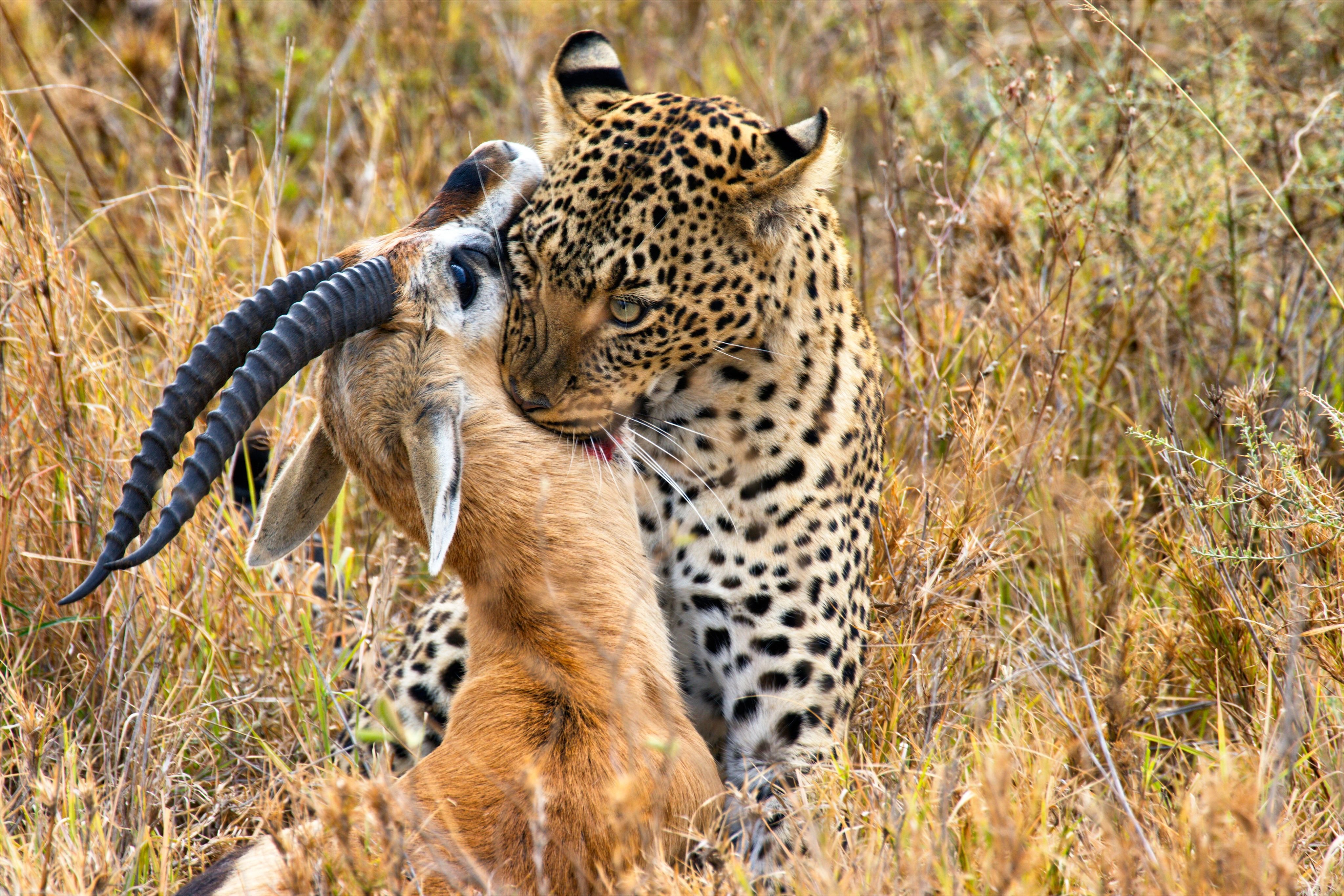 Дикая природа англ. Леопард охотится на антилопу. Хищничество тигр. Гепард и леопард.