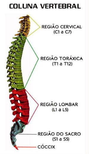 Esqueleto Axial - Toda Matéria