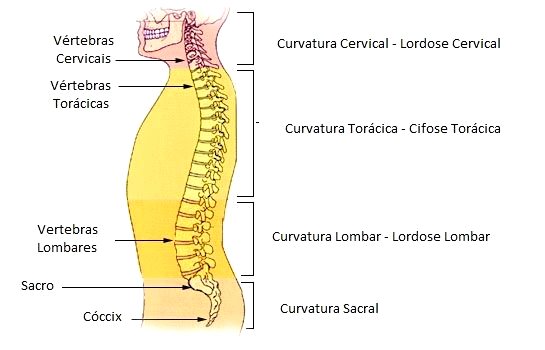 Coluna vertebral: vértebras, função, anatomia e divisão - Toda Matéria