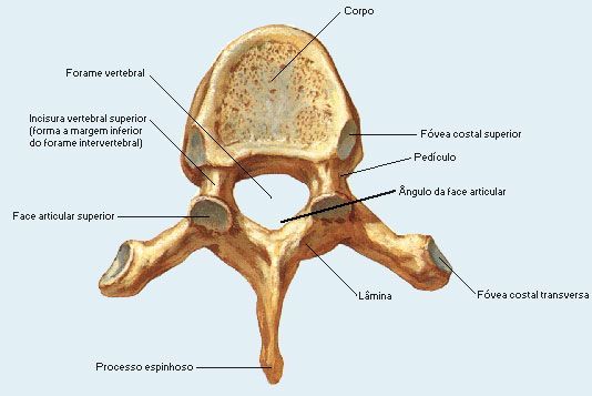 Coluna Vertebral V rtebras Fun o Anatomia E Divis o Toda Mat ria Coluna Vertebral V rtebras Fun o Anatomia E Divis o Toda Mat ria