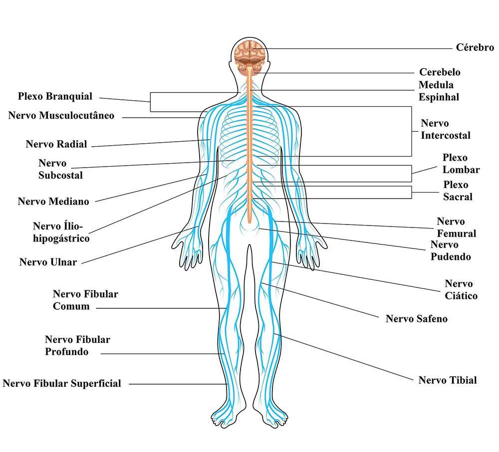 Caça-palavras: Corpo Humano - Sistema Nervoso - COM RESPOSTAS 