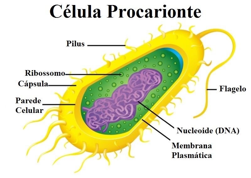 O Que Que é Celula Procarionte
